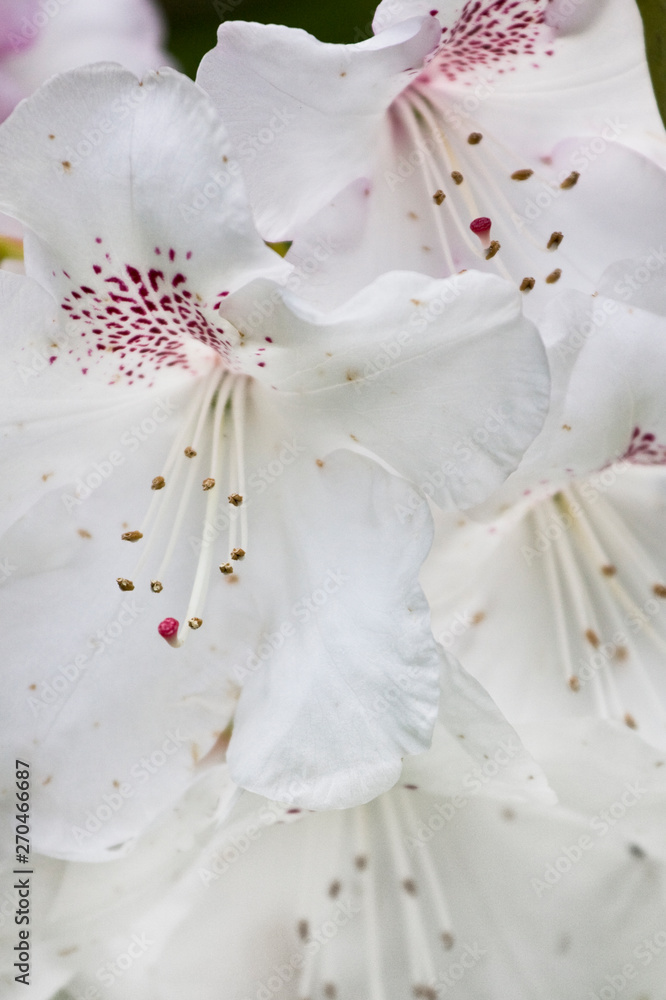 Close-up picture of a spring-blooming white azalea (rhododendron) Close-up picture of a spring-blooming white azalea (rhododendron)