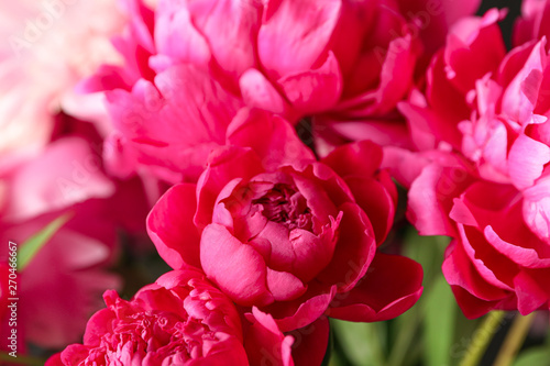 Wallpaper Mural Bouquet of beautiful pink peonies as background, space for text and closeup Torontodigital.ca