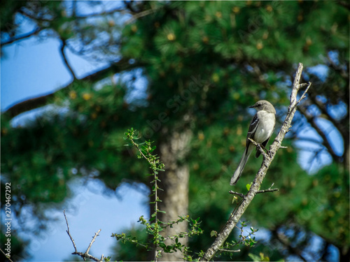 Texas Mockingbird photo