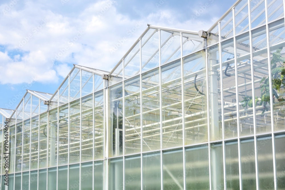 Transparent green house for growing organic vegetables. Big industrial greenhouse from glass panels on blue sky background. Cultivating agricultural plant. Agriculture glasshouse for growing plants.