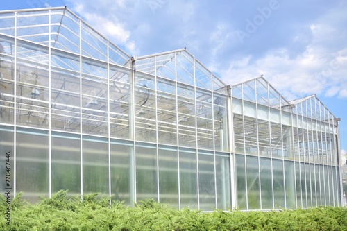 Greenhouse from glass with green organic plants on the summer background. Industrial green house for cultivating ecological vegetables. Cultivate agricultural plant. Glasshouse for growing veggies 