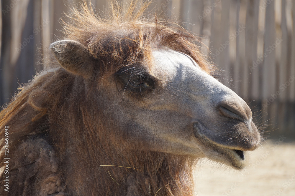 Obraz premium Camel face - portrait, close-up photograph