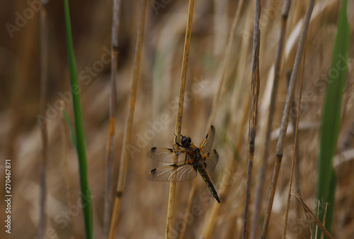 Dragonfly on a brown background among the reeds