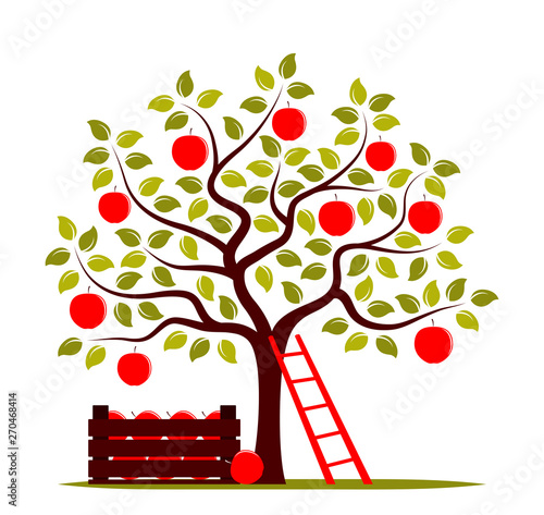 apple harvest