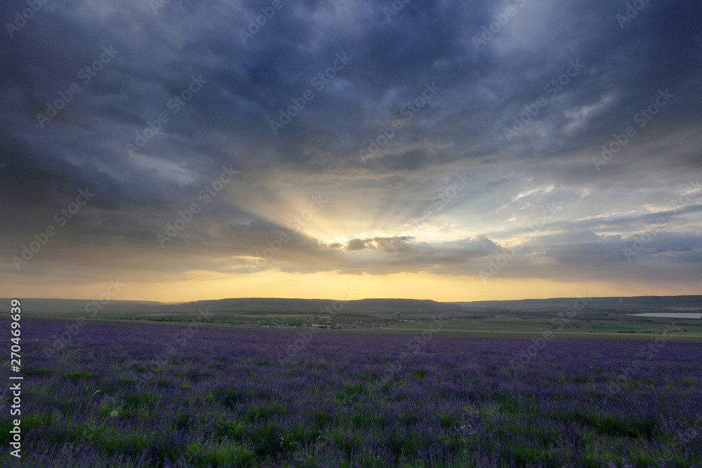 Obraz premium Beautiful heavenly landscape over a field of lavender flowers at sunset in Crimea