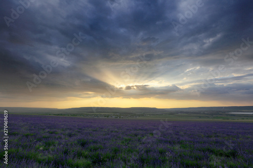 Beautiful heavenly landscape over a field of lavender flowers at sunset in Crimea