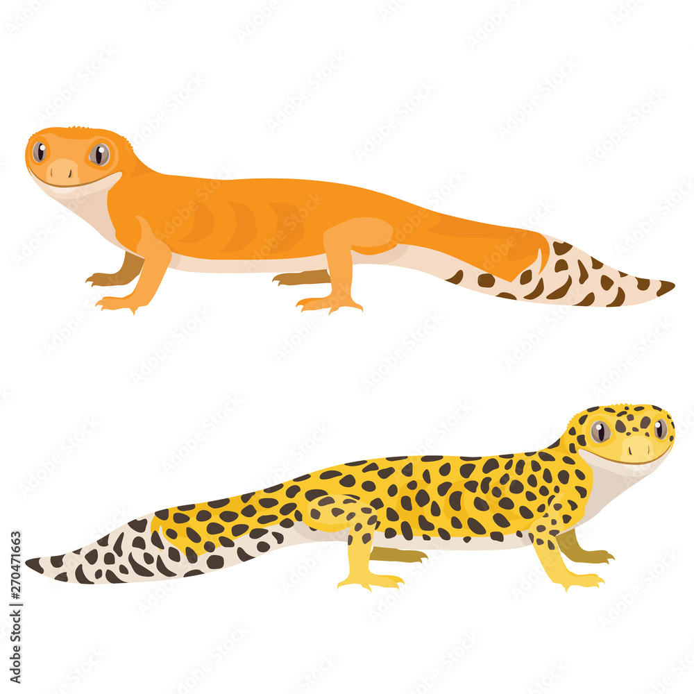 Leopard gecko vector illustration. Cartoon spotted gecko isolated on white background.