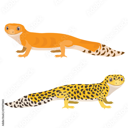 Leopard gecko vector illustration. Cartoon spotted gecko isolated on white background.