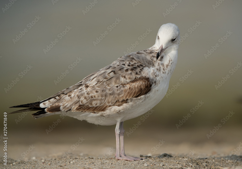 Closeup of a Juvenile Heuglins gull, Bahrain Closeup of a Juvenile Heuglins gull, Bahrain