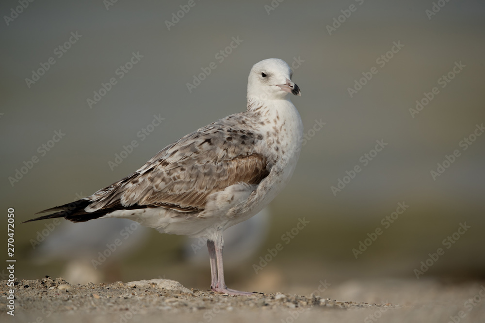 Closeup of a Juvenile Heuglins gull, Bahrain Closeup of a Juvenile Heuglins gull, Bahrain