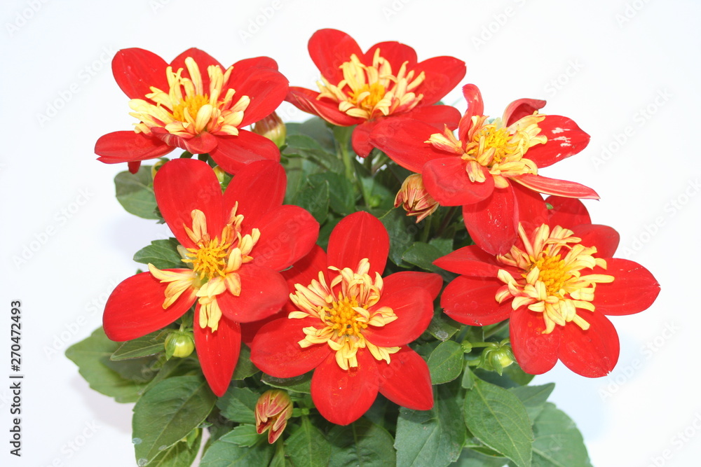 Rote Dahlien im Topf Stock Photo Adobe Stock