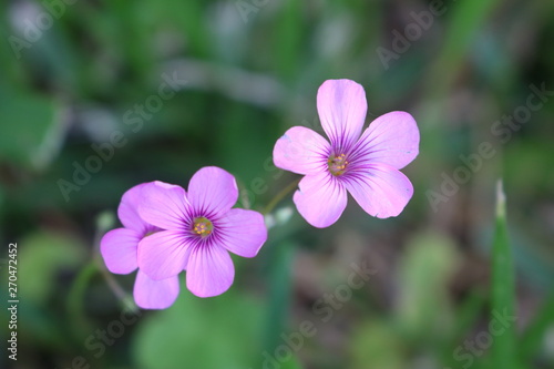 Macro shot of a couple of small pink purple wildflowers in Texas