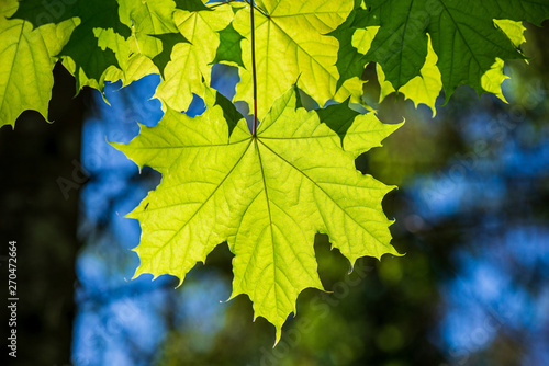 foliage leaf grass texture in green sunny summer time