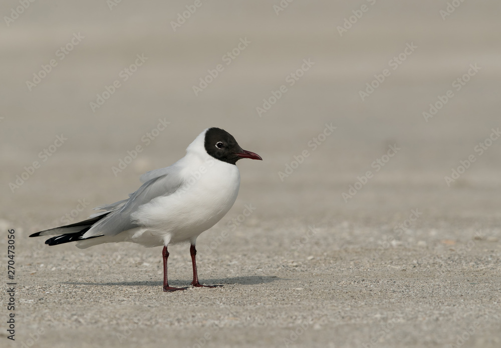 Black-headed gull at Busaiteen coast, Bahrain Black-headed gull at Busaiteen coast, Bahrain