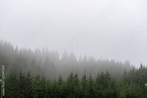 endless forests in summer dayat countryside from above