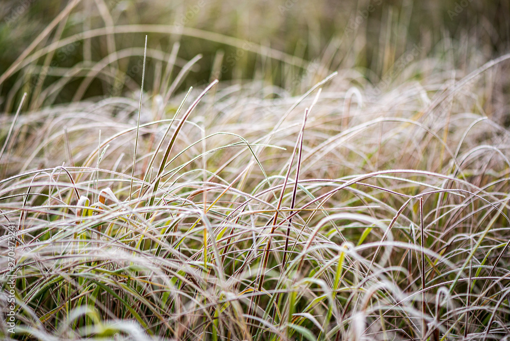 frozen frosty grass bents in late autumn with winter coming frozen frosty grass bents in late autumn with winter coming