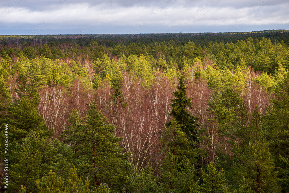 endless forests in summer dayat countryside from above endless forests in summer dayat countryside from above