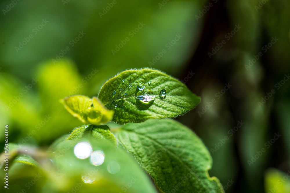 foliage leaf grass texture in green sunny summer time foliage leaf grass texture in green sunny summer time