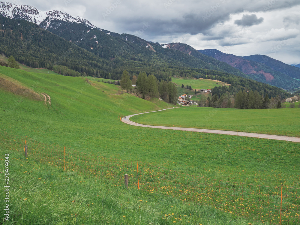 view of alpine valley with lots of vegetation with snowy mountains in the background and flowers in green meadow