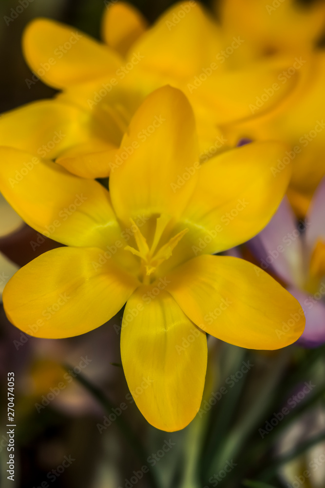 Obraz premium Yellow crocuses. Are one of the first signs of spring. Crocuses are used in landscape design.