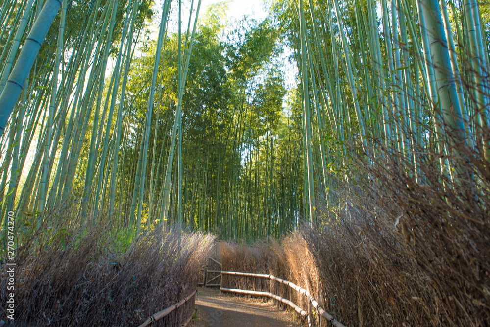 Fototapeta premium Bamboo grove