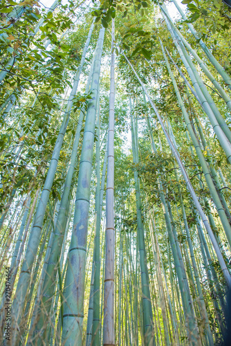 Bamboo grove