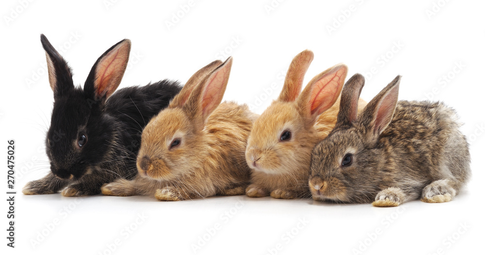 Fototapeta premium Four little rabbits.