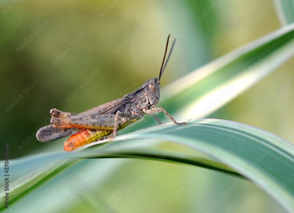 Colorful locust sits on a white-green blade of grass in the summer. Colorful locust sits on a white-green blade of grass in the summer.