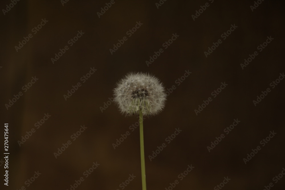 Obraz premium dandelion bloomed on a blurred background
