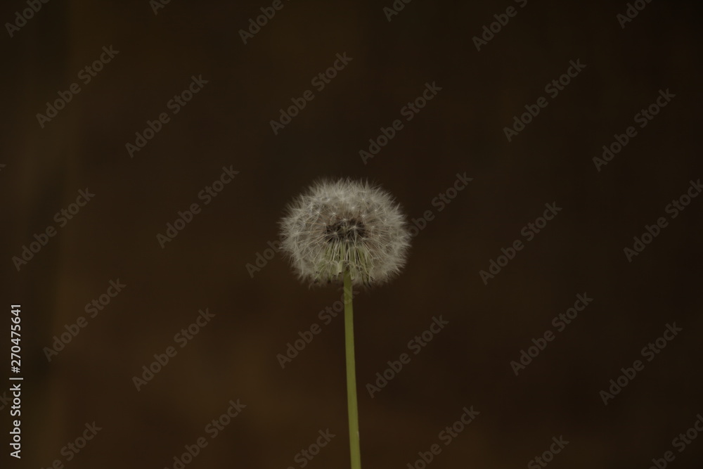 dandelion bloomed on a blurred background