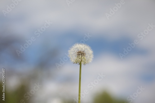 dandelion bloomed on a blurred background