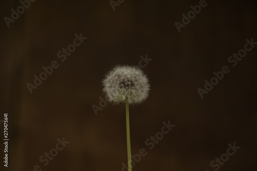 dandelion bloomed on a blurred background