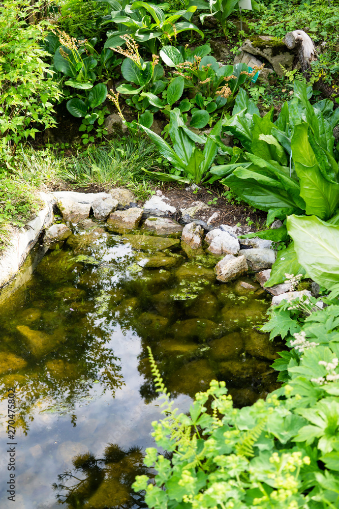 Small pond in the botanical garden, a pond among the greenery