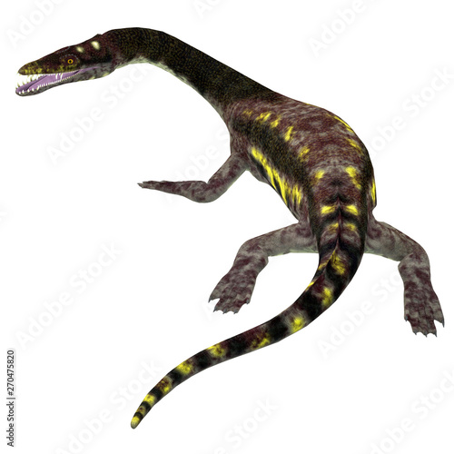 Nothosaurus Reptile Tail - Nothosaurus was a carnivorous aquatic reptile that lived in the Triassic seas of North Africa  Europe and China.