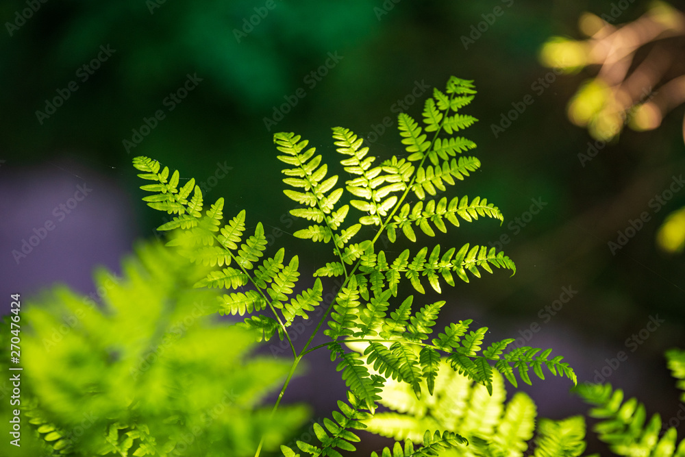 foliage leaf grass texture in green sunny summer time foliage leaf grass texture in green sunny summer time