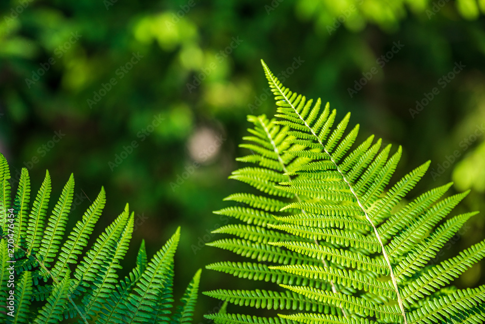 foliage leaf grass texture in green sunny summer time foliage leaf grass texture in green sunny summer time