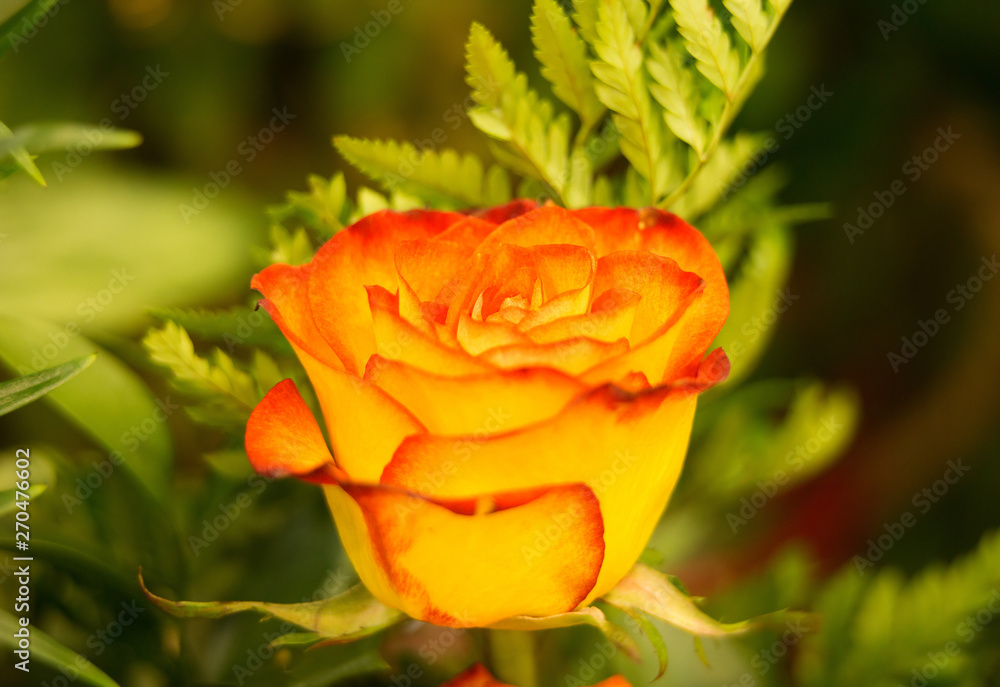A beautiful rose, symbol of happiness and effection A beautiful rose, symbol of happiness and effection