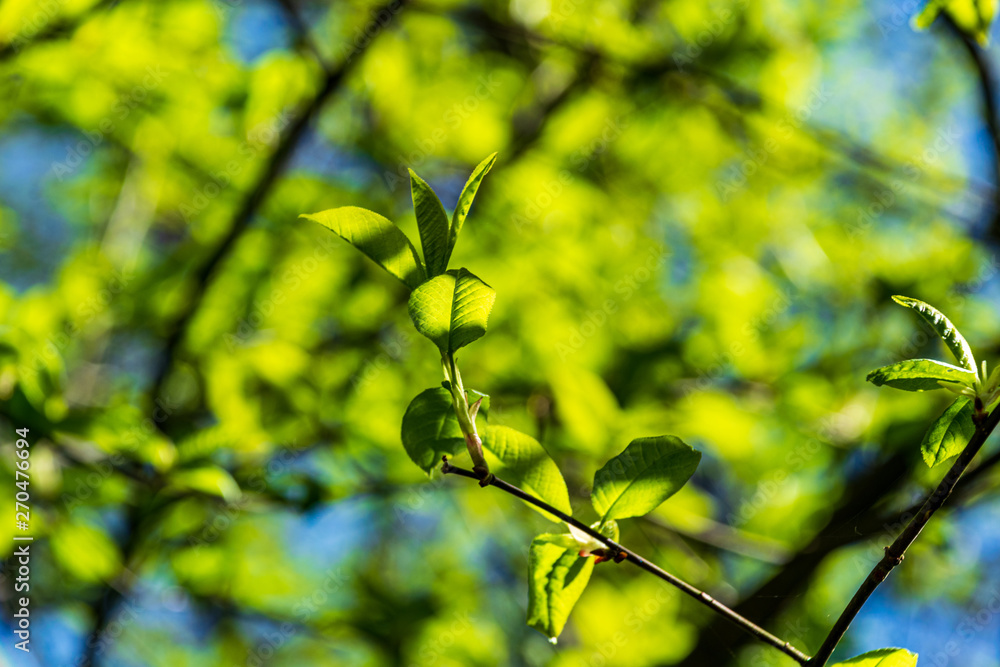 Obraz premium foliage leaf grass texture in green sunny summer time