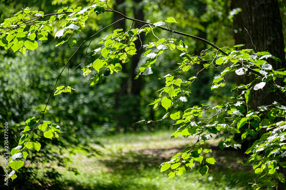 foliage leaf grass texture in green sunny summer time foliage leaf grass texture in green sunny summer time