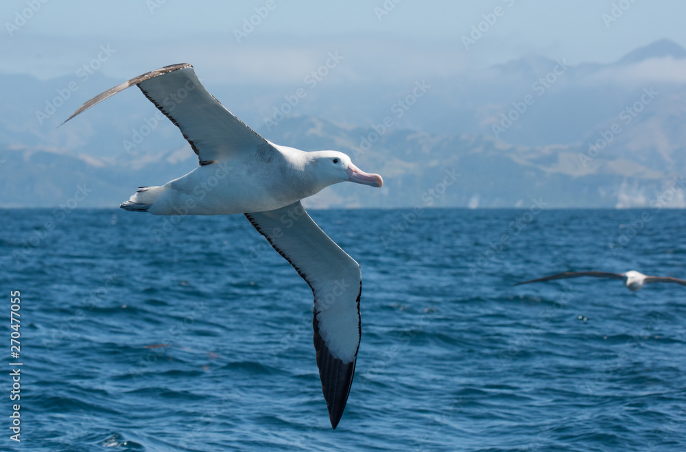 Εκτύπωση καμβά Albatross in flight over Water