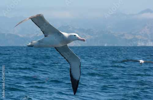 Albatross in flight over Water photo