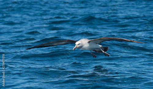 Albatross landing in the Water