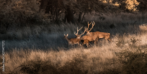 Red deer in Parque Luro Nature Reserve, La Pampa, Argentina photo