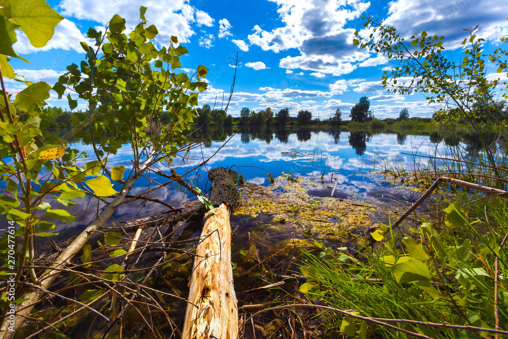 A fallen tree on the shore of a forest lake with peeling bark, a colorful  reflection