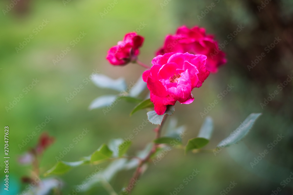 Close up head flower beautiful roses In summer garden.