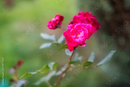 Wallpaper Mural Close up head flower beautiful roses In summer garden. Torontodigital.ca