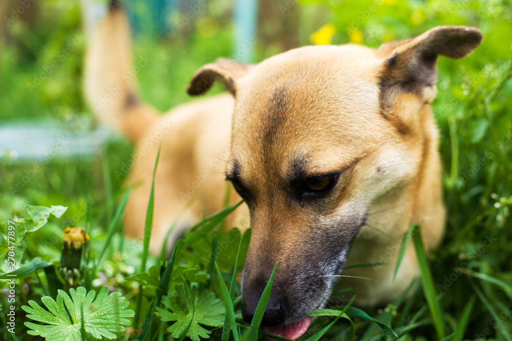 the little beautiful dog is played in the grass, the dog is eating grass to clean the stomach