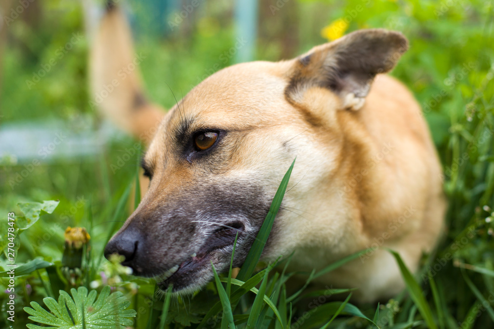the little beautiful dog is played in the grass, the dog is eating grass to clean the stomach the little beautiful dog is played in the grass, the dog is eating grass to clean the stomach