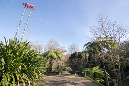 Vegetation in Terra Nostra park Furnas Sao Miguel island Azores Portugal