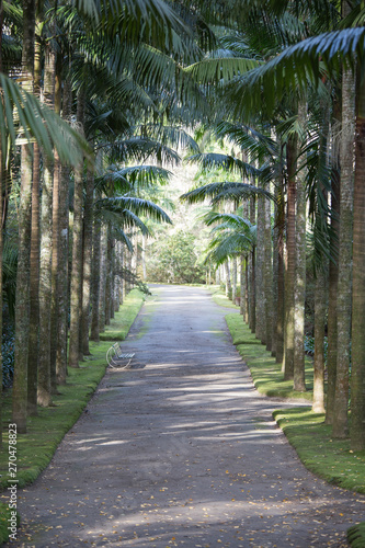 Vegetation in Terra Nostra park Furnas Sao Miguel island Azores Portugal